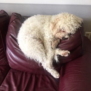 Meet your Posher, Paige